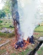 Tatkala Jakarta Menyiksa Pohon