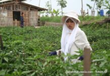 Ladang Masa Depan di Tanah Hari Ini Santri Al-Zaytun Bertani