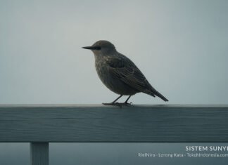 Melihat Tanpa Mengambil Melihat Tanpa Mengambil